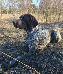 Image result for německý ohař krátkosrstý