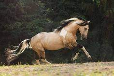 Super sweet young paint mare. Buckskin Paint Horses