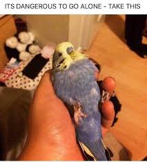 Pin By Karaca On Why Animals Are Better Cute Birds Pet Birds Funny Birds