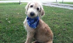 Check spelling or type a new query. Schnoodles Giant F1b Puppies Price 1200 For Sale In Lewisburg Arkansas Best Pets Online