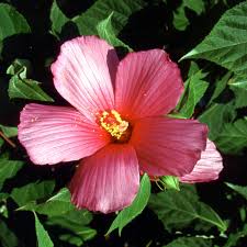 Plantes Vivaces Hibiscus Moscheutos Ketmie Des Marais En Vente Pepiniere Lepage L'hibiscus des marais (hibiscus moscheutos), qui disparaît dès les premières gelées, repousse très tardivement au printemps, surtout quand l'hiver a été rigoureux. hibiscus moscheutos