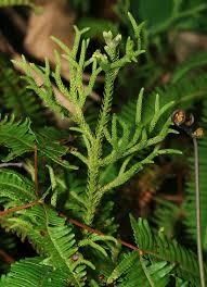 Image result for Lycopodiella cernua