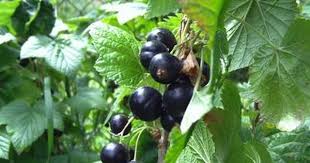 Schwarzer Johannisbeerlikor Schwarze Johanna Rezept Rezept Schwarzer Johannisbeerlikor Johannisbeeren Schwarze Johannisbeeren Likor