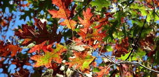 Decision trees have two main entities; Executive Statement On Fall Events Casey Trees