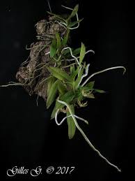 Image result for Angraecum moandense