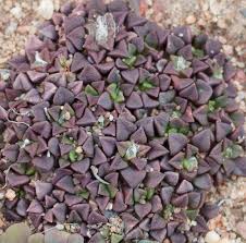 Image result for Anacampseros rhodesica