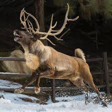 Did You Know That When It Snows My Eyes Did You Know That Reindeer Have Hairy Feet So Says The San Diego Zookeepers Deer Species Reindeer Majestic Animals