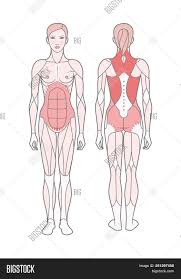 Chart of major muscles on the front of the body with labels. Figure Of The Woman The Scheme Of The Basic Trained Muscles Front And Rear View Isolated On White Image Stock Photo 251297458