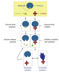 Proteases are characterized in many different ways. Protease Expression By Microorganisms And Its Relevance To Crucial Physiological Pathological Events