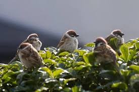 Maybe you would like to learn more about one of these? Burung Bandung Selatan Bbs