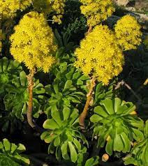 Tipica pianta a rosetta, ma con fiori molto spettacolari, a differenza di tutte le altre piante del suo genere. Fiori Giallo Verdognoli A Grappolo
