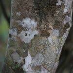 Image result for Craibia