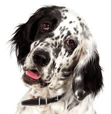 Getting your engish setter used to having their mouth, paws, and ears. English Setter Puppies For Sale Adoptapet Com