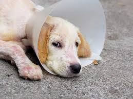 Image result for scabies dogs detail