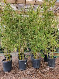 Image result for Bambusa