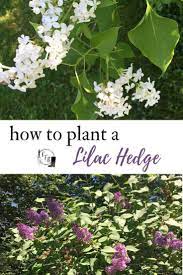 How To Plant A Lilac Hedge Family Food Garden Garden Hedges Garden Shrubs Plants