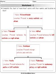 Human Heart Heart Valve Identification Blood Vessels Comparison Matching