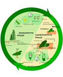 Jump to navigation jump to search. Bryophytes Classification Characteristics Economic Importance Examples