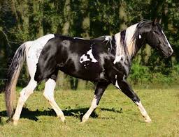 Black White And Brown Paint Horses Paint Stallion Emphys Dancing King Black Tobiano I Should Say Horse World Beautiful Horses Horse Love