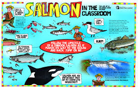 Salmon In The Classroom Classroom Salmon Science Classroom