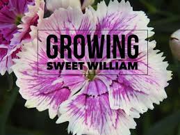 Maybe you would like to learn more about one of these? Growing Sweet William Gardening Channel