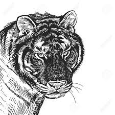 Realistic black and white hand drawing. Tiger Realistic Portrait Of African Animal Vintage Engraving Royalty Free Cliparts Vectors And Stock Illustration Image 109759353