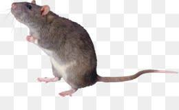 Rat Mouse Png Rat Mouse Transparent Clipart Free Download Hamster Rat Mouse Rodent Pet Pet Rat Mouse Rat Animals Animal Planet