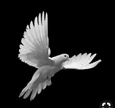 Idee Von 700 Nation Of Turkestan Auf Pic S Xyz Fliegende Vogel Weisse Taube Tiere