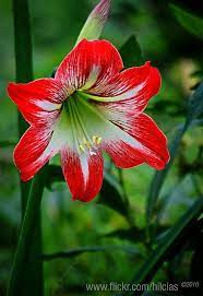 Lirio Rojo O Candelaria Silvia Cauca Amaryllis Flowers Flowers Photography Lily Flower
