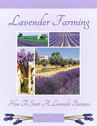 Lavender Farming Lavender Farm Growing Lavender Lavender Garden