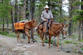 Mule train helps Colorado Parks & Wildlife restore rare Hayden Creek  cutthroat to mountain stream