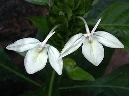 Image result for Ecbolium