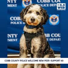 A two year old Bernedoodle named Bentley is the newest edition to the Cobb  County Police Department. The Bernese Mountain Dog and Poodle mix was  trained through Trails of Hope, a non-profit