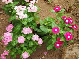 Pokok sarang burung ini boleh diperolehi di ladang kelapa sawit. Pokok Yang Sesuai Ditanam Untuk Berkebun Sebagai Hobi Facebook