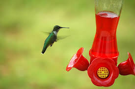 Maybe you would like to learn more about one of these? Hummingbird Bird Small Feeder Nature Flying Tiny Wildlife Piqsels
