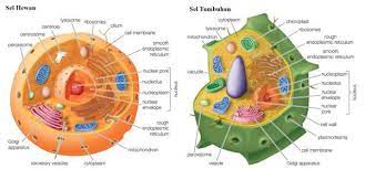 We did not find results for: Perbedaan Sel Hewan Dan Sel Tumbuhan Dalam Tabel Fungsi