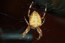 San antonio beetles consist of many different types including old house borer beetles, bark beetles. Apc Pest Control Pest Control Surrey Bc Sulekha