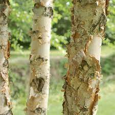 Some species may grow to the individual flowers are arranged in long clusters known as catkins. The Remarkable River Birch Myrtle Beach Sc Grand Strand Magazine