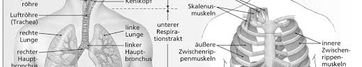 Man unterscheidet zwischen innerer und äusserer atmung. Atmung Aussere Atmung Lungenatmung Innere Atmung Zellatmung Ventilation Beluftung Diffusion Austausch Perfusion Durchblutung Pdf Kostenfreier Download
