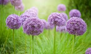 Maybe you would like to learn more about one of these? Flowers To Plant Now When And How To Plant Summer Flowering Bulbs Express Co Uk