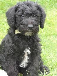 Check spelling or type a new query. Black And Tan Fluffy Puppy Novocom Top
