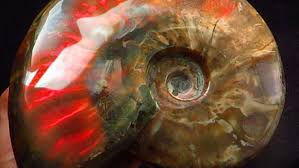 Ammonite fossils come from ammonites or ammonoids, a type of ammonoidea, which is a subset of cephlopoda or cephalopods. The Story Behind 65 Million Year Old Ammonite Fossils Catawiki