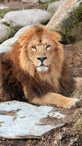 Lion Safari India: 10 Wildlife Parks to ...