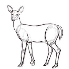 How To Draw A Deer With Pictures Wikihow Deer Drawing Deer Sketch Animal Drawings