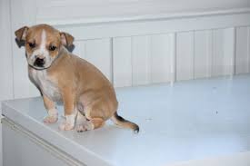 Australian shepherd mix puppies ohio. Australian Shepherd Pug Mix Puppy For Sale In Fredericksburg Oh Adn 63001 On Puppyfinder Com Gender Female Australian Shepherd Pug Mix Puppies Working Dogs
