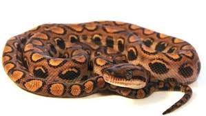 Baby Brazilian Rainbow Boa For Sale Brazilian Rainbow Boa Boa Cute Snake