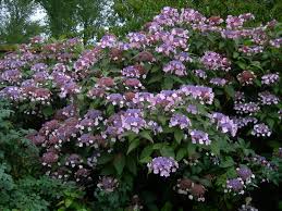 Image result for Striga aspera