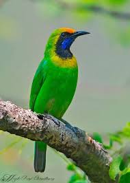 Golden Fronted Leafbird Mahananda West Bengal Megh Roy Choudhury Pretty Birds Pet Birds Colorful Birds