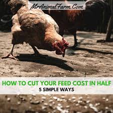 Download How To Cut Your Chicken Feed Cost In Half 5 Simple Ways Mranimal Farm