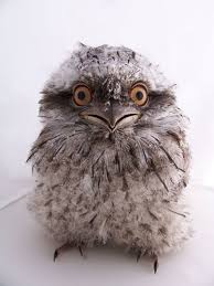 Bird That Sounds Like An Owl The Tawny Frogmouth Owl Podargus Strigoides Is Found Throughout Australia Including Tasmania The Nocturnal Bird Is Known To Have Nocturnal Birds Birds Owl